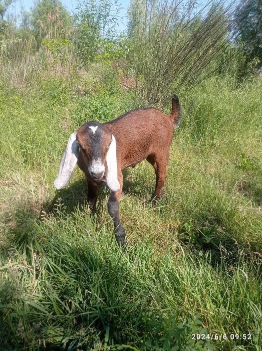 Продам Англонубійські цапки