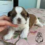 Shih Tzu piesek złoto-biały (czekoladowy nosek)