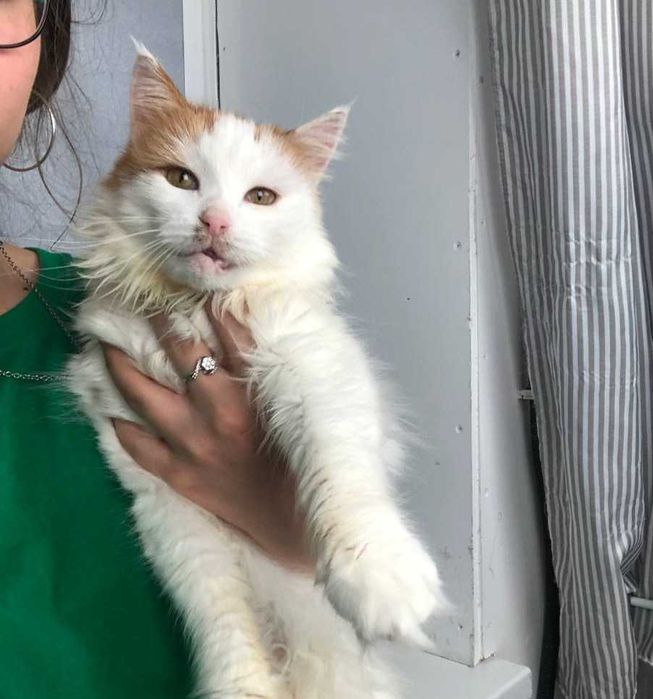 Буруля нежная и прикольная кошечка, возраст около 3 лет