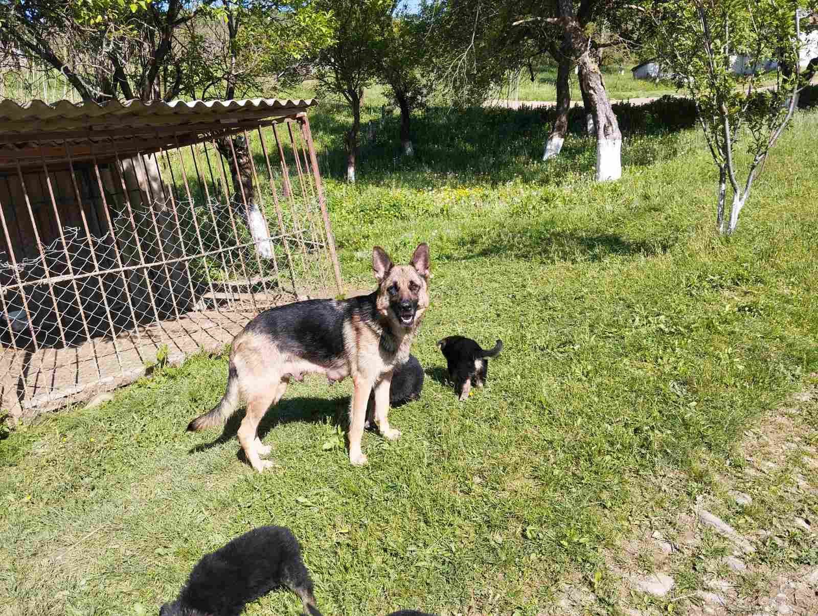 Продам. Цуценята німецької вівчарки.