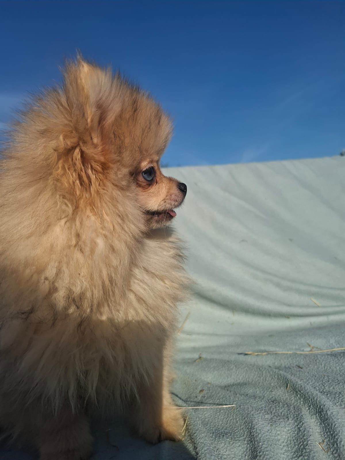 Pomeranian szpic miniaturowy