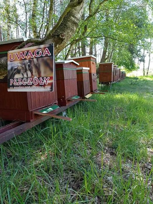 Miód leśny, lipowy, gryczany, akacjowy