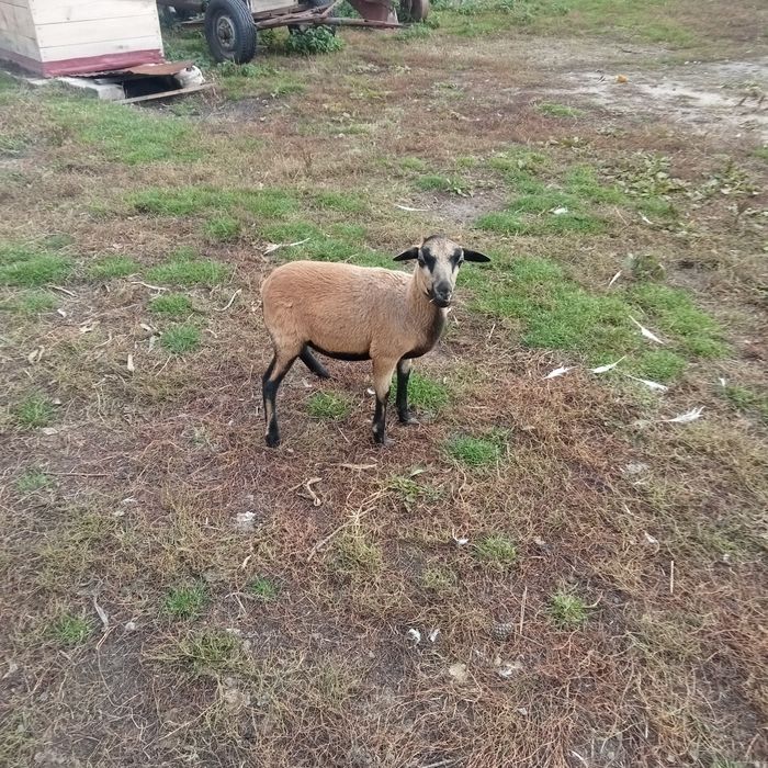 Młoda owca i kózka