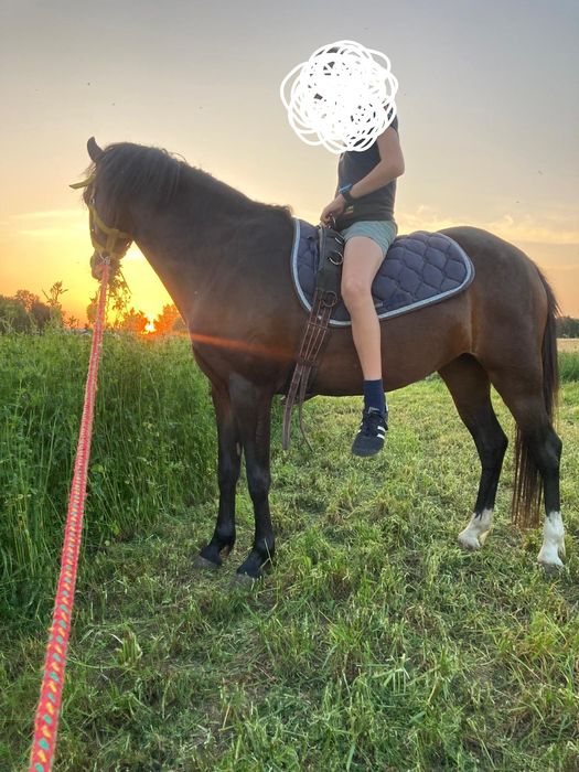 Sprzedam klacz kuc walijski ze źrebakiem