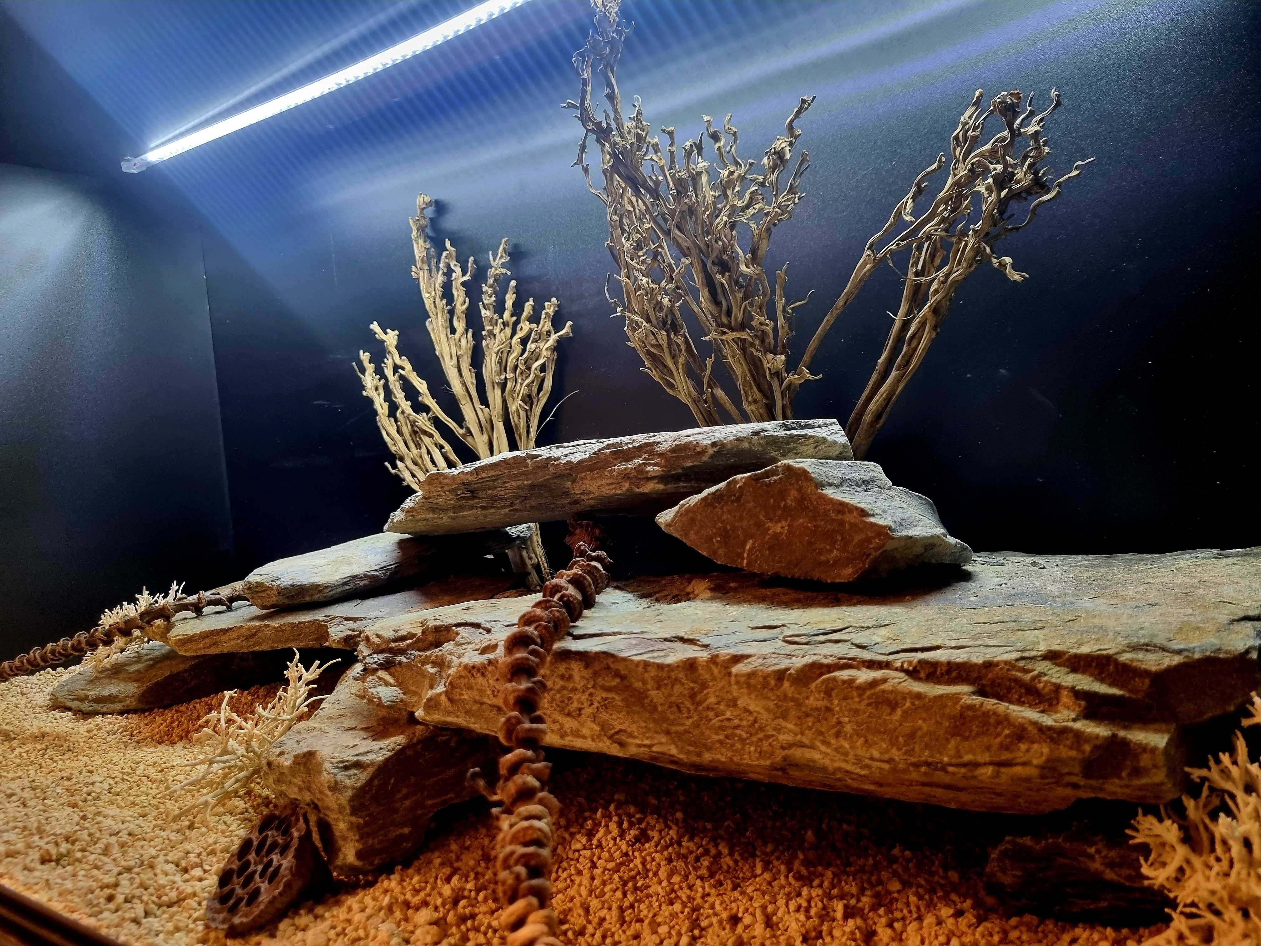 Terrarium 120x60x60 dla agamy brodatej