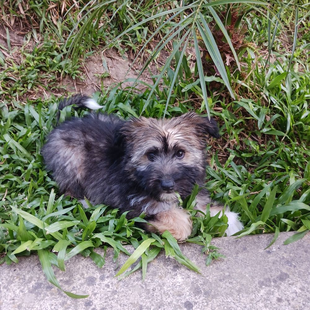 Emmy - 3 meses, porte pequeno (6kg)