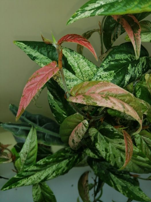 Фикус сагитата пинк вариегатный.