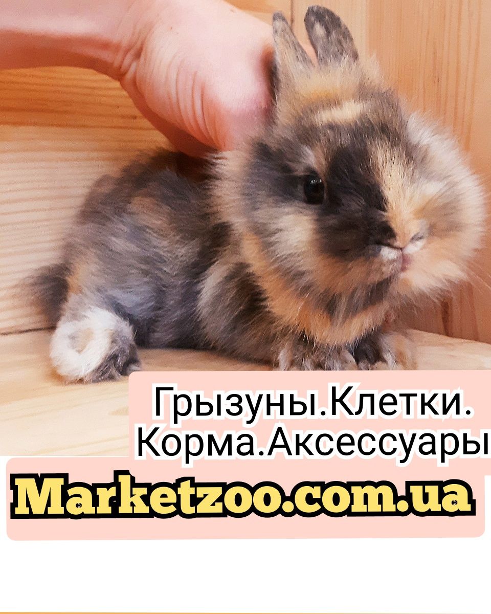 Карликовые миниатюрные декорат. торчеухие и вислоухие кролики и клетки