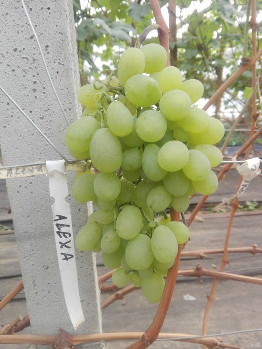 Sok z winogron 6L (2x3L) WYSYŁKA sok winogronowy foliopak