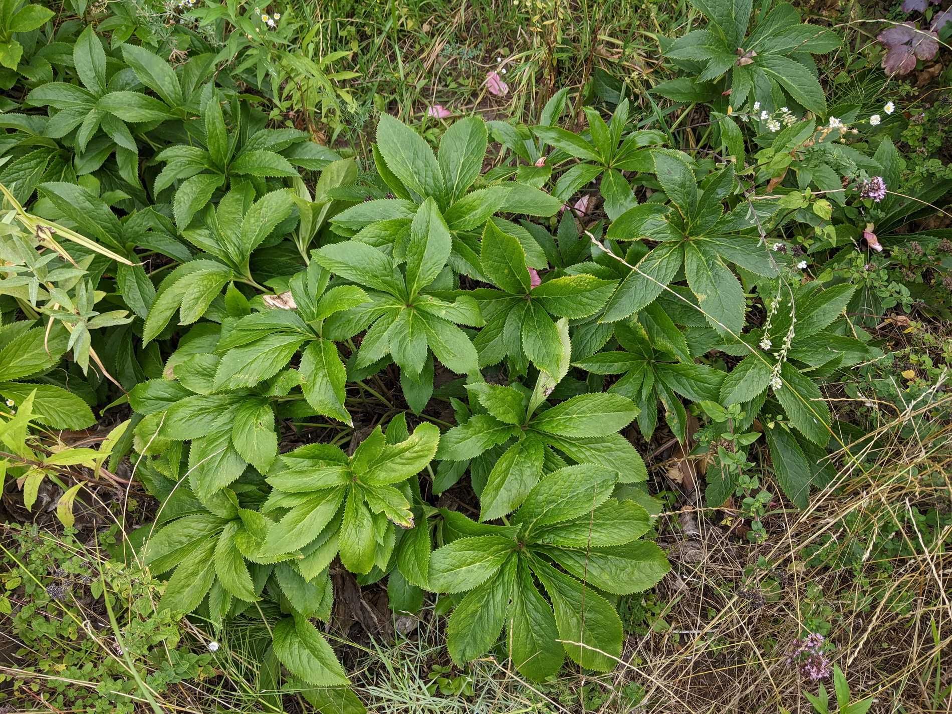 Морозник White Spotted Lady сіянці