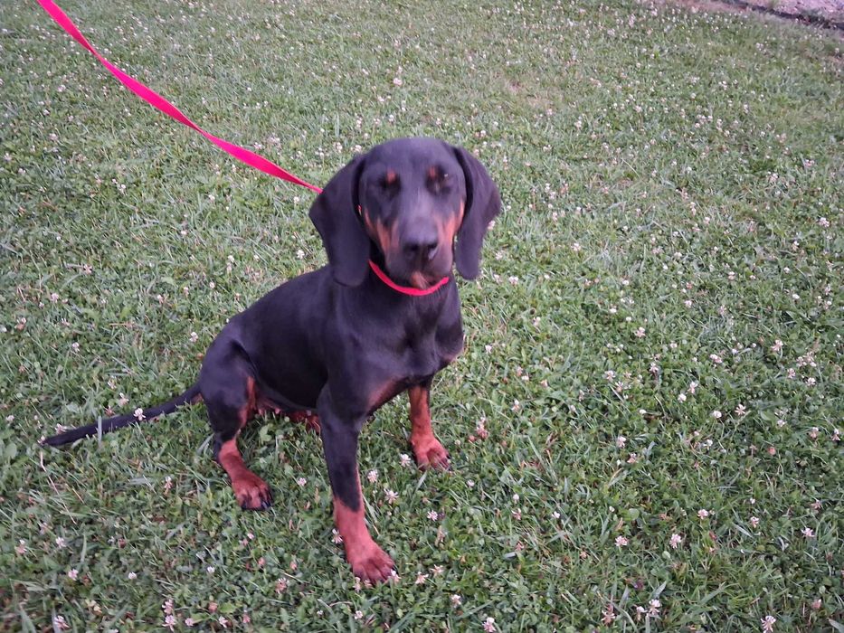 Gończy Polski Szczeniak