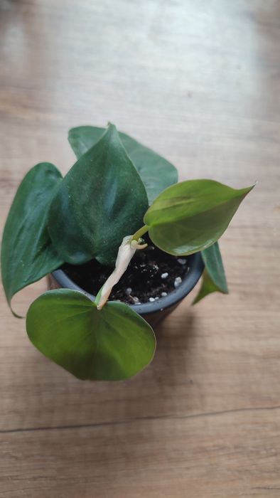 Philodendron scandens