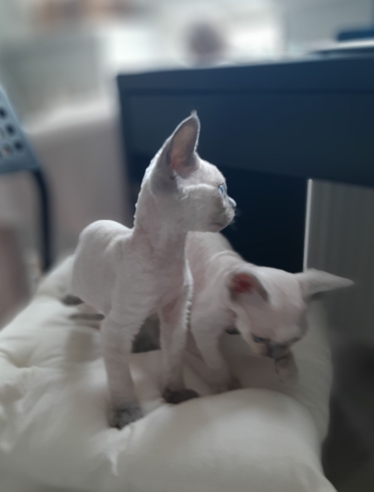 Chloe Contento piękna dziewczynka Devon Rex