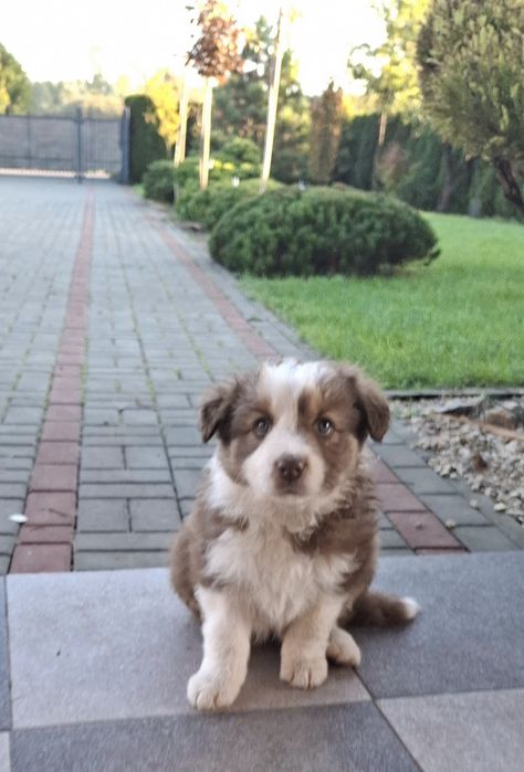 Border Collie. Przepiękne szczenię