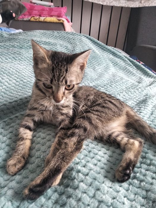 Oddam kotki tylko w dobre ręce