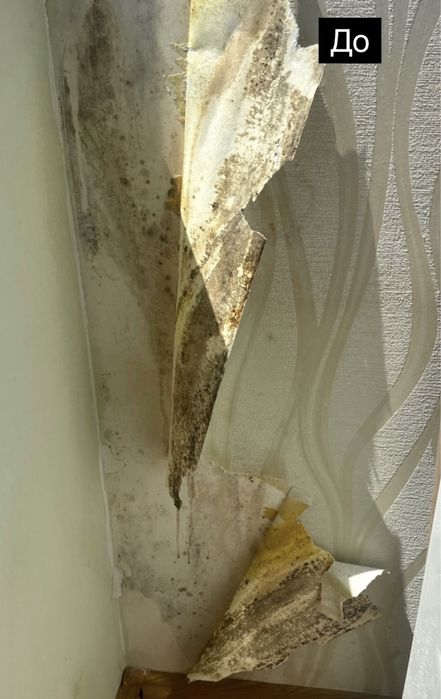 Удаление грибка , удаление плесени . Устранение грибка , плесени Озон