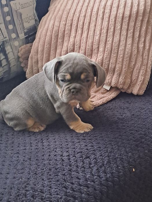 Szczeniak buldog francuski szuczka