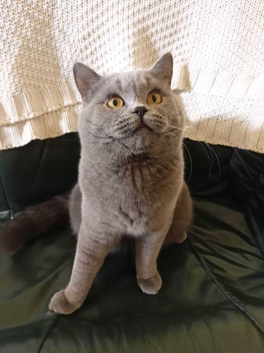 reproduktor kot brytyjski