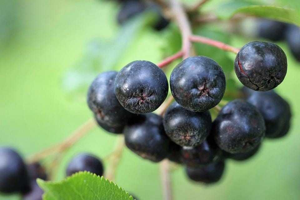Aronia bez nawozów i oprysków