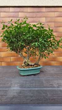 Bonsai Ligustr polecam