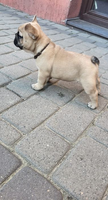 Szczeniak Buldog Francuski