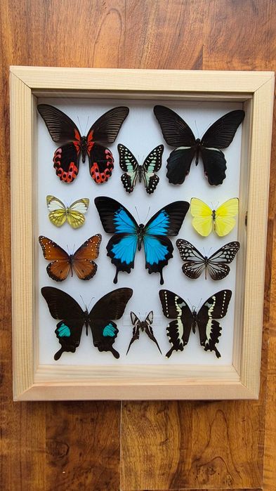 Gablotka motyle ćmy na ścianę Papilio ulysses rumanzovia protenor