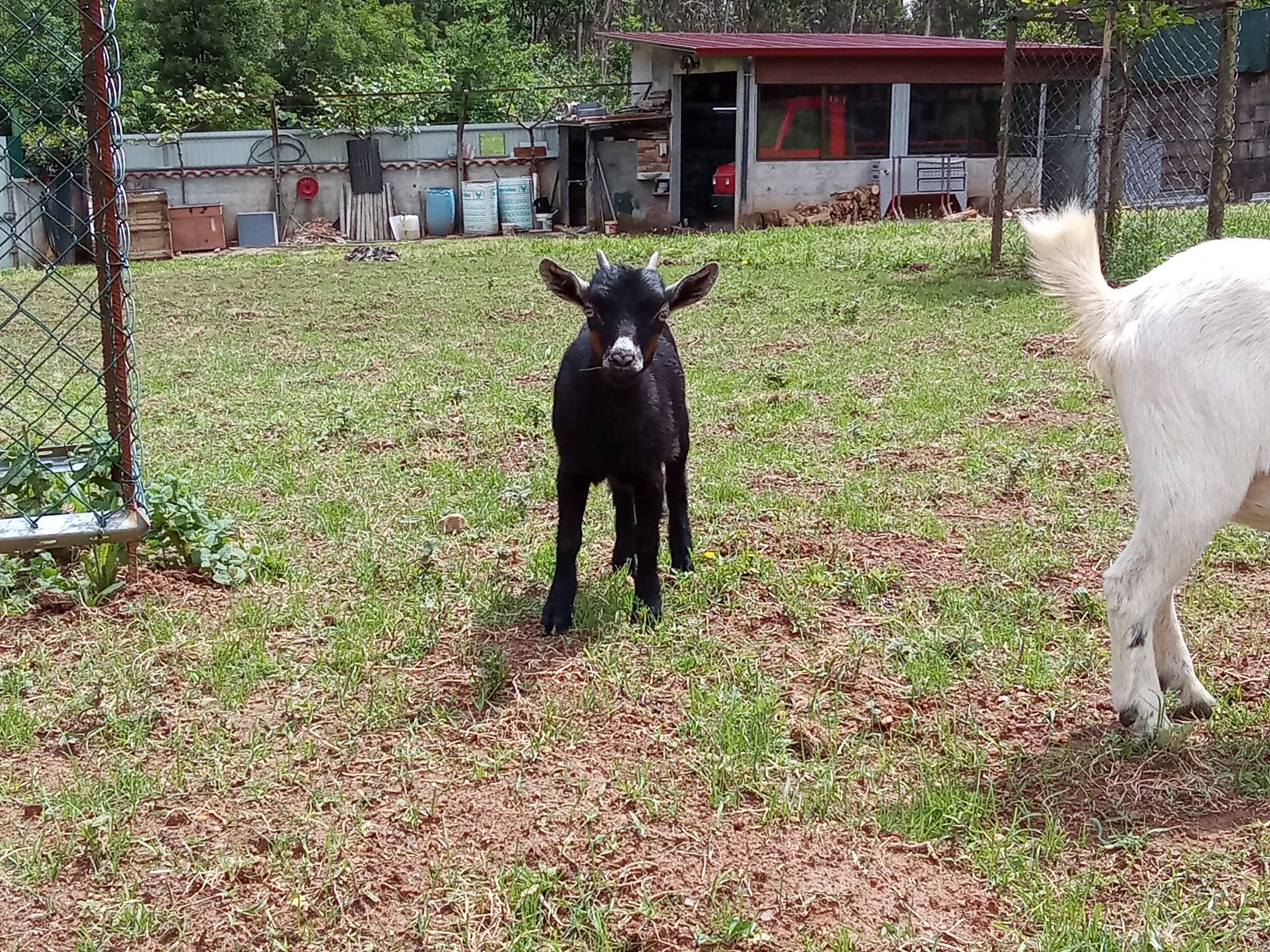 Cabritas raça anãs