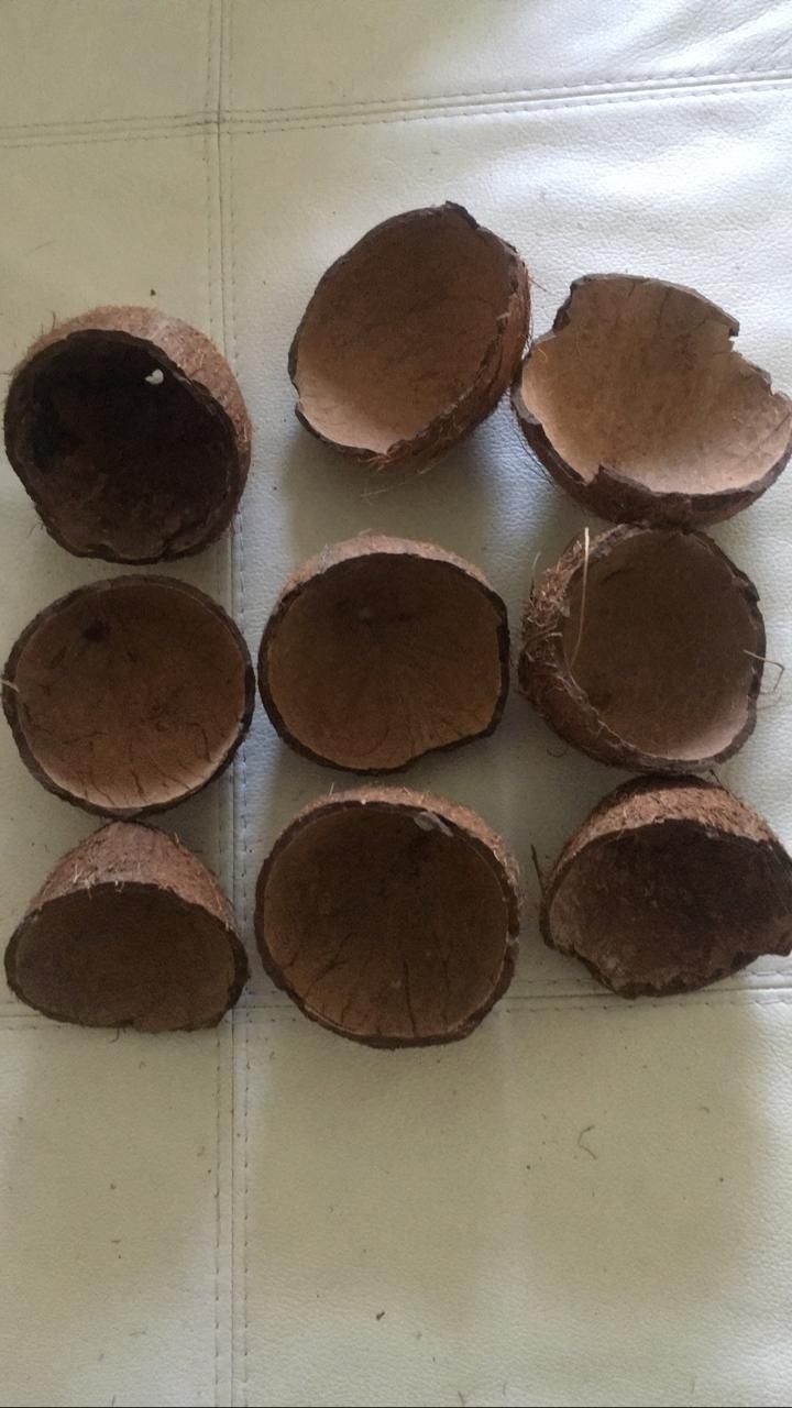 Декор для аквариума террариума скорлупа кокоса