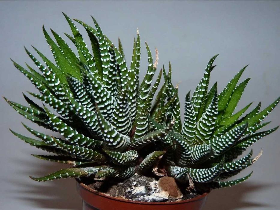 Хавортия жемчужная Haworthia margaritifera
