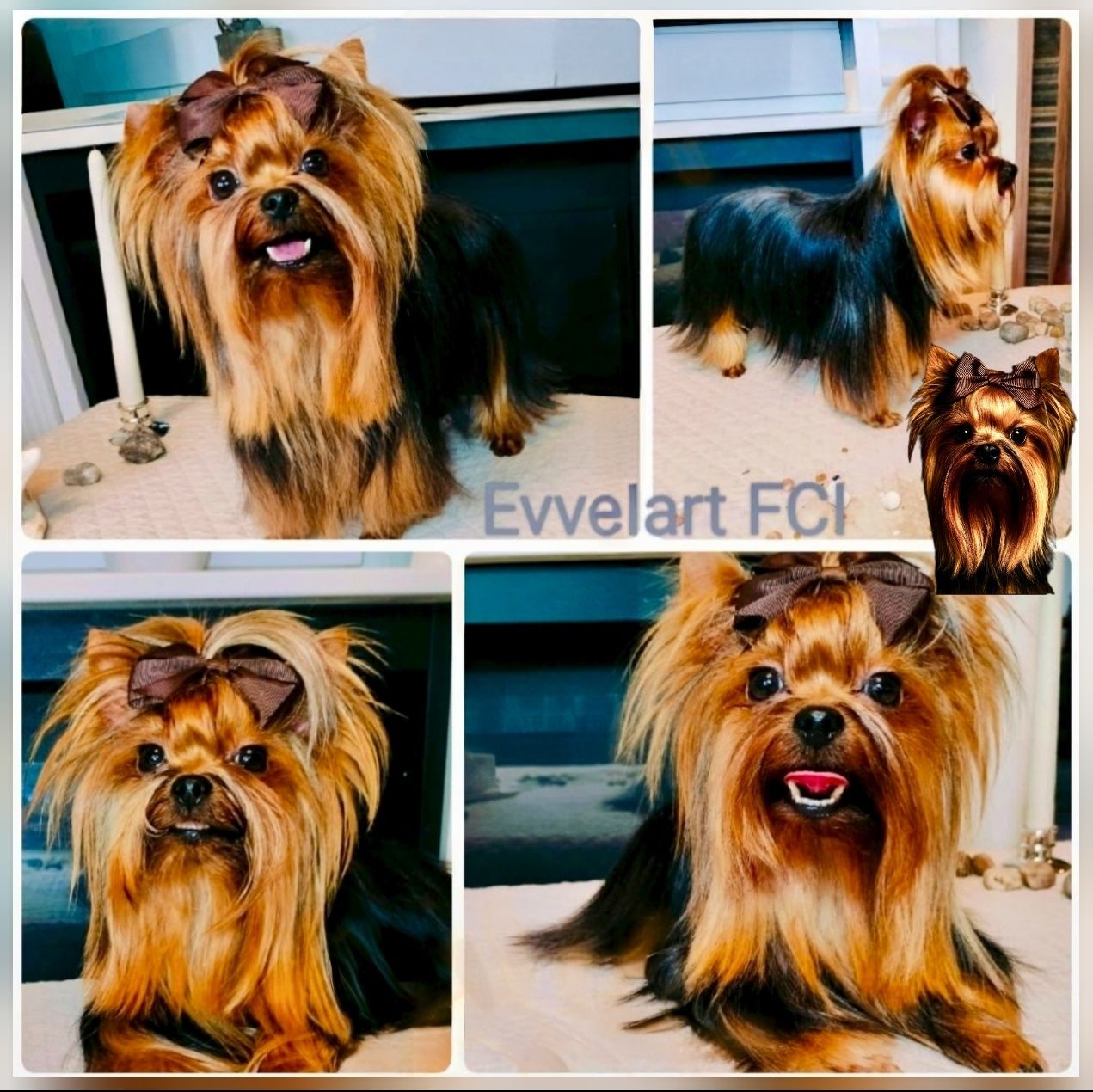 Chłopczyk piesek York Yorkshire Terrier FCI ZKwP
