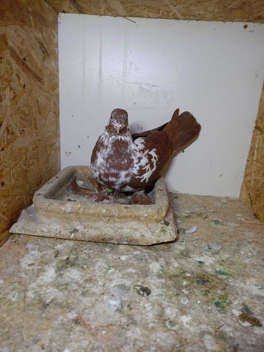 Sprzedam gołębie ozdobne