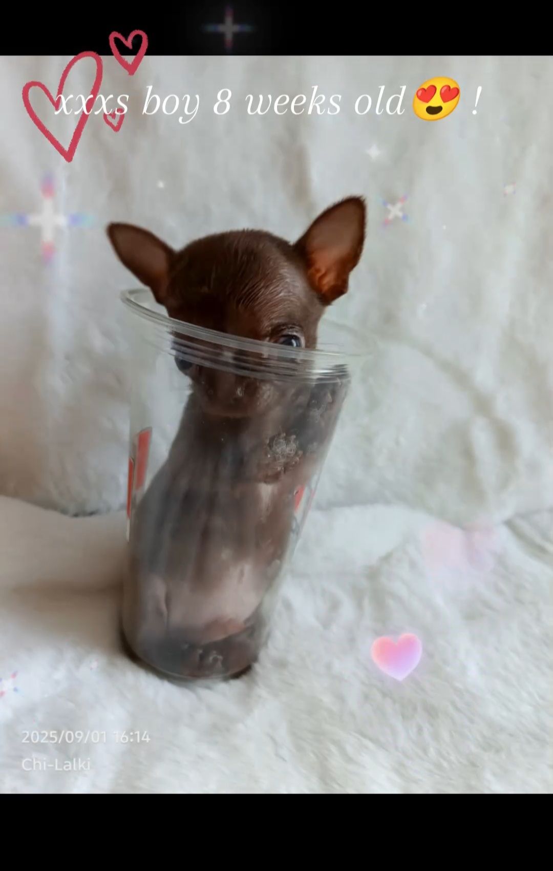 Chihuahua  xxxs chłopiec krótkowłosy samiec piesek zarezerwowany