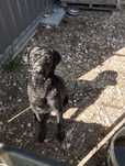 Pies Labrador, za darmo.