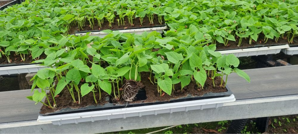 Fasola szparagowa sadzonka rozsada