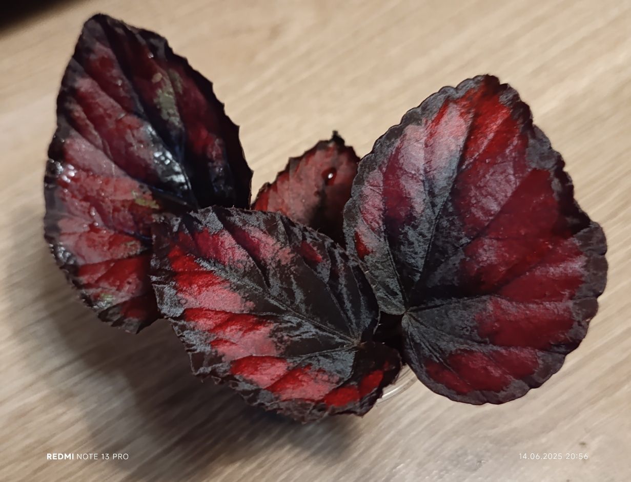 Декоративно листяна бегонія Чорна мамба, Autum Ember,  Inka Fire