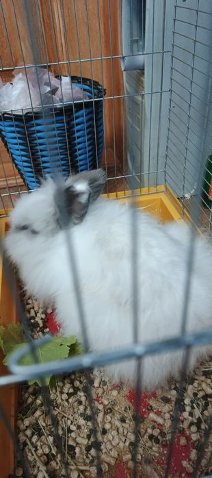 Отдам декоративного кролика