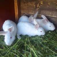 Кроликі  білі сірі .