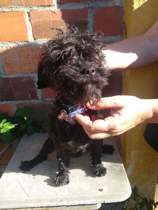 Cão macho jovem para adoção em um bom lar
