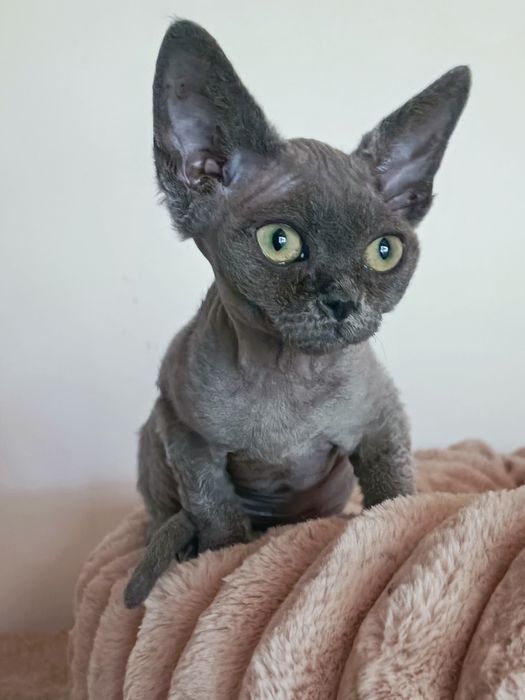 Kotka Devon rex niebieska