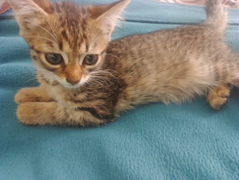 Отдам кошечек 2 мес