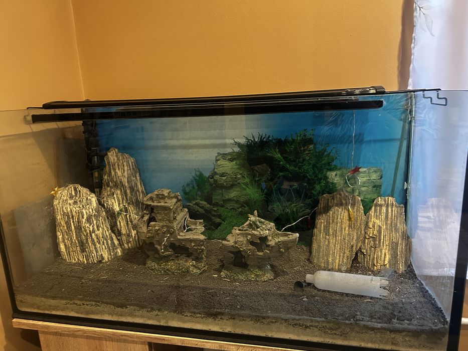 Akwarium dla rybek