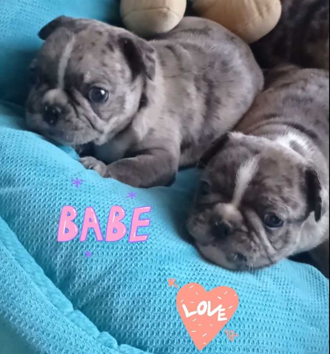 Французские булочки. В окрасе мерле.