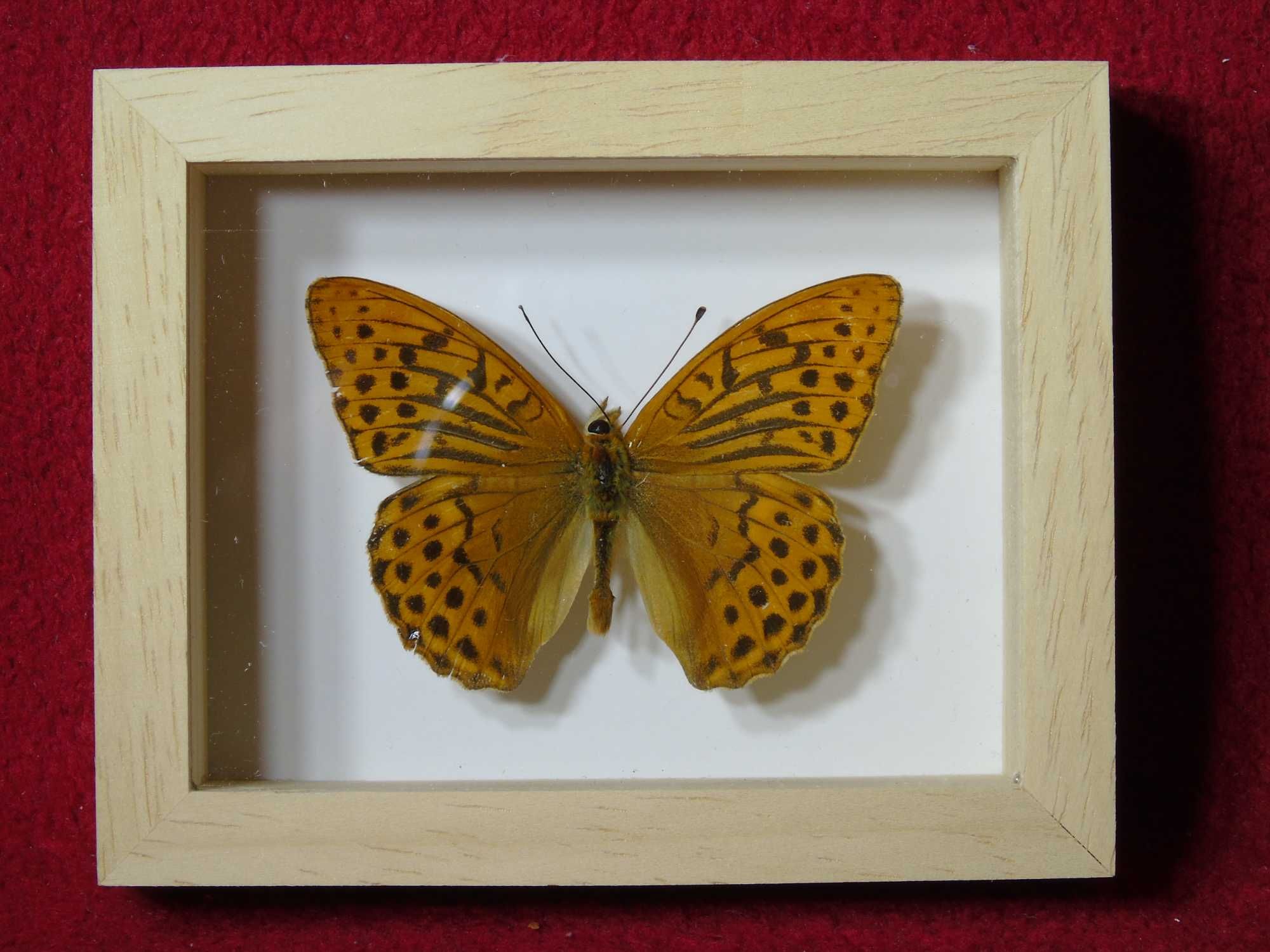 Motyl w ramce 10x8 cm Argynnis paphia - 60 mm .