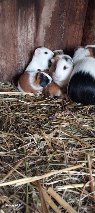 Продаються морські свинки