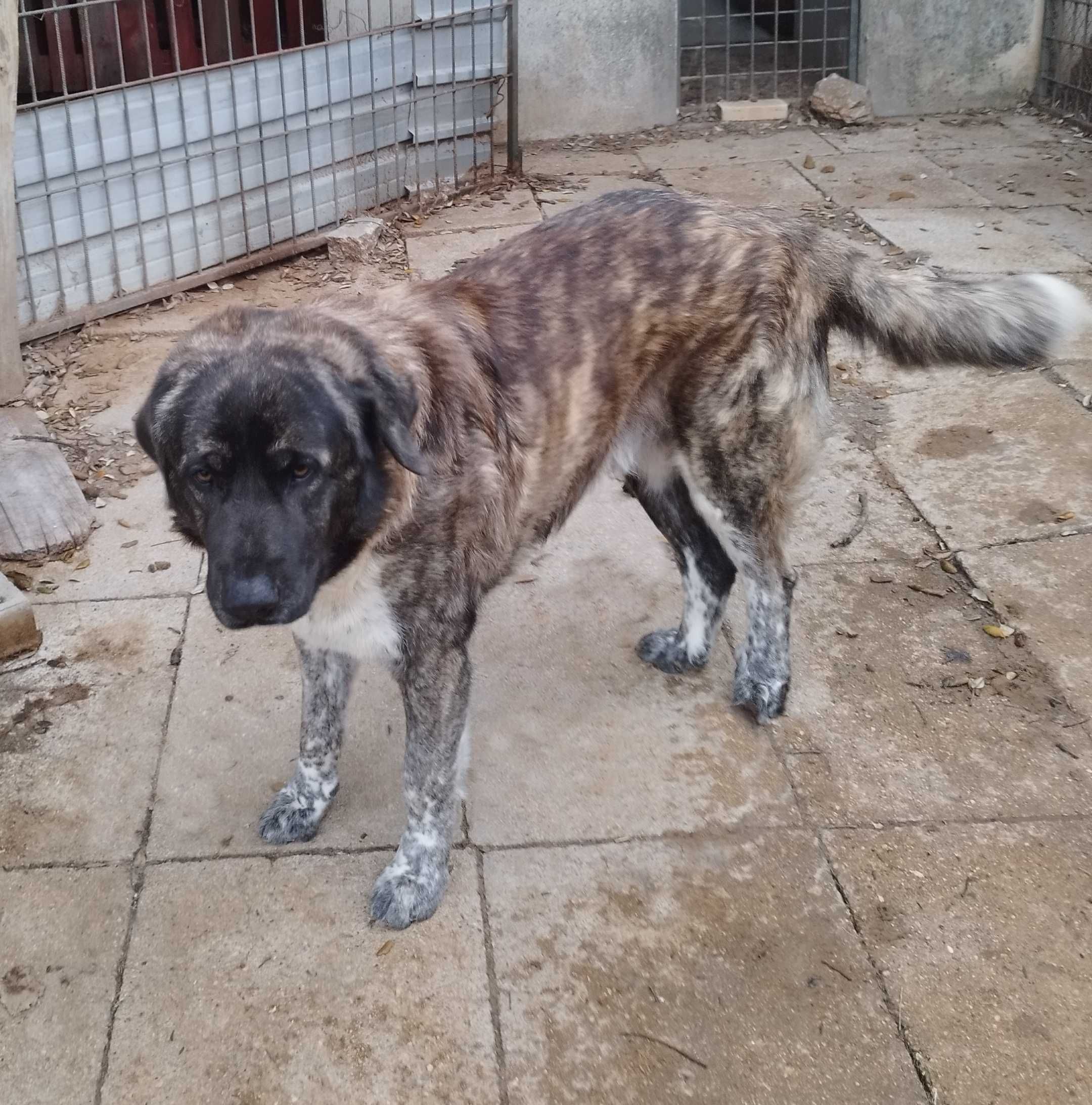 Rafeiro de Alentejo com LOP