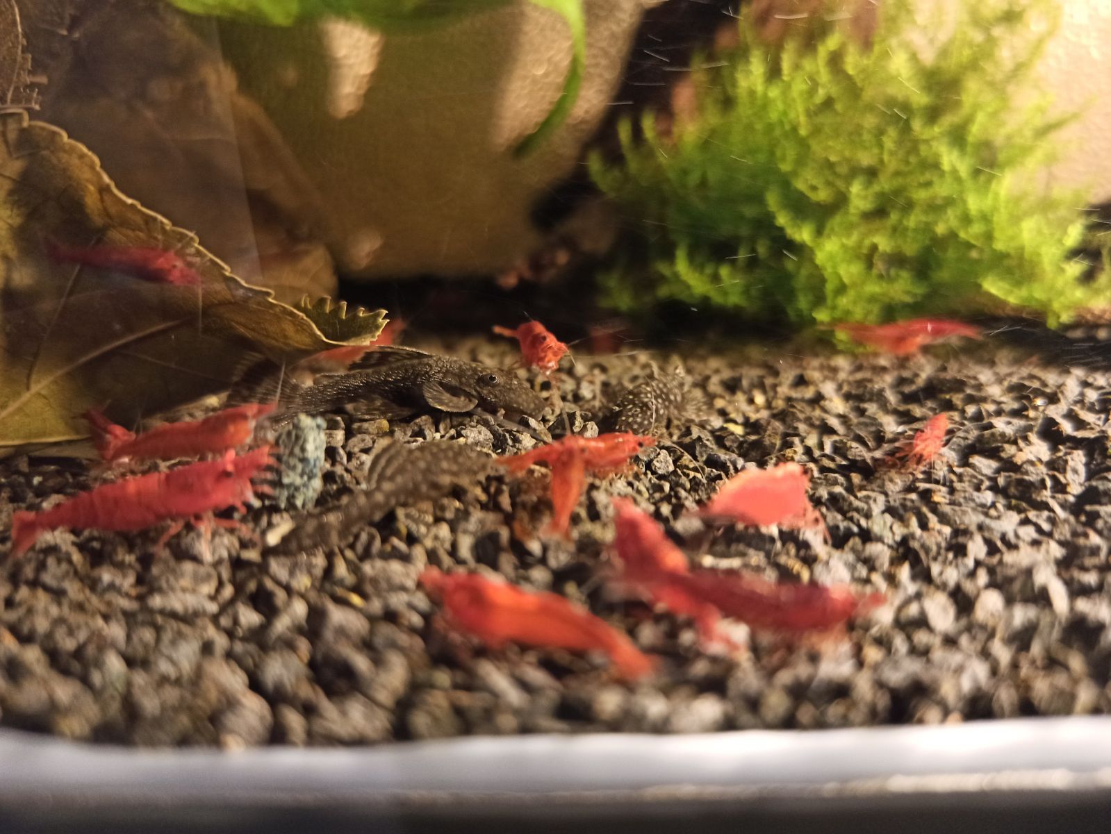 Krewetki Red Cherry