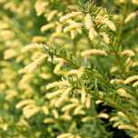 Cis pospolity 'Elegantissima' (Taxus baccata) Doniczka 2.5L