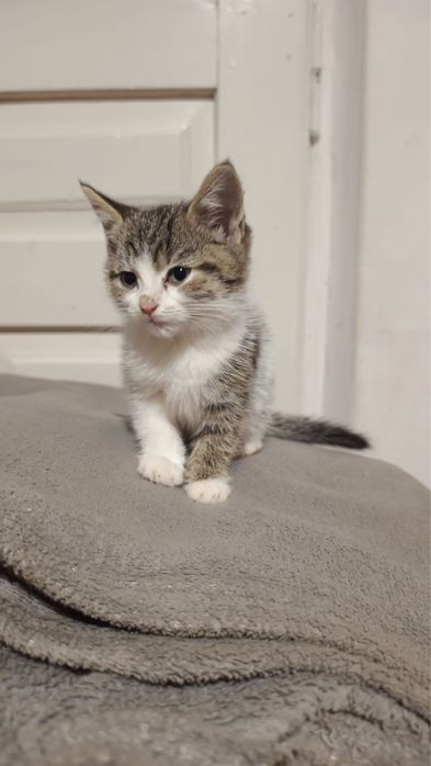 Кошеня (хлопчик)