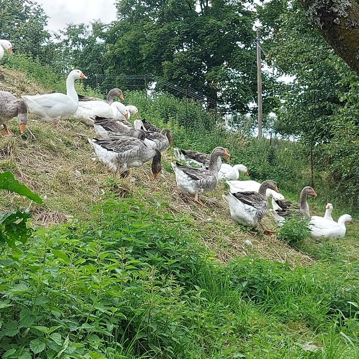 Gęsi tuszki landes kołudzka biała