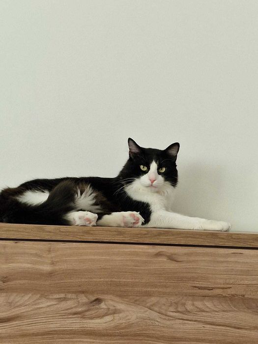 Dá-se gato: Tobias